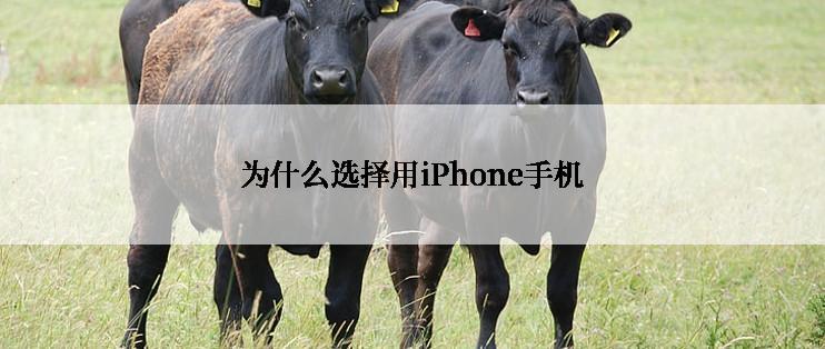 为什么选择用iPhone手机