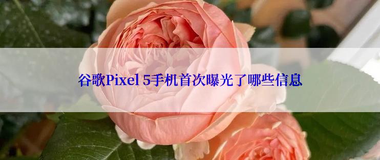 谷歌Pixel 5手机首次曝光了哪些信息