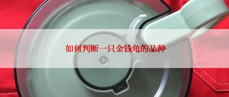  如何判断一只金钱龟的品种