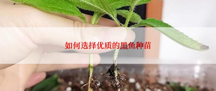 如何选择优质的黑鱼种苗