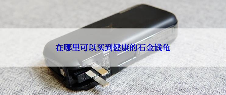 在哪里可以买到健康的石金钱龟