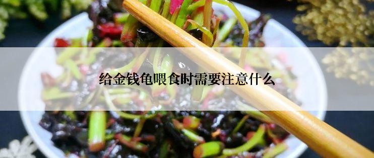 给金钱龟喂食时需要注意什么