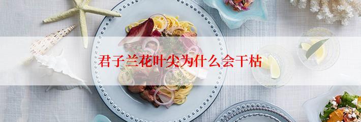 君子兰花叶尖为什么会干枯