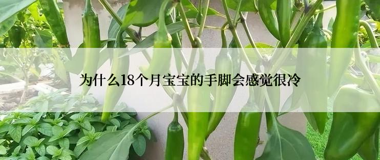 为什么18个月宝宝的手脚会感觉很冷