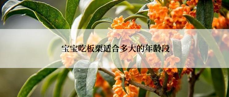  宝宝吃板栗适合多大的年龄段